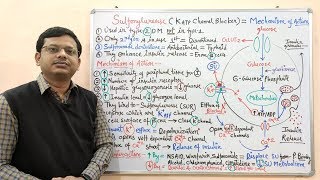 Diabetes Mellitus Part10 Mechanism of Action of Sulfonylurease  Antidiabetic Drugs  Diabetes [upl. by Ecneralc]