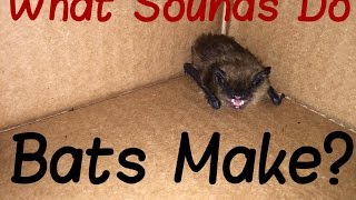 What Sound Does A Bat Make [upl. by Aneehsat]