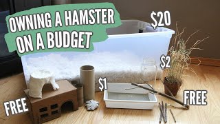 Owning a Hamster on a BUDGET [upl. by Drarrej647]