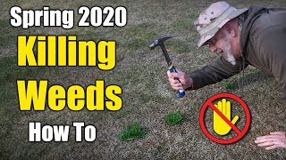 Killing Lawn Weeds  Winter and Early Spring [upl. by Asiluy]