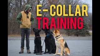 How to safely use the E Collar Dog training with Americas Canine Educator [upl. by Nebur940]