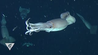 Decoding the secret language of Humboldt squid [upl. by Acimak]