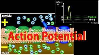 Action Potential in Neurons Animation [upl. by Wauters219]