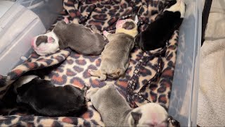 What To Expect The First 48hrs For Newborn Puppies [upl. by Ahsikyw]