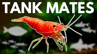 7 BEST Shrimp Tank Mates You Need to Try [upl. by Enileme382]