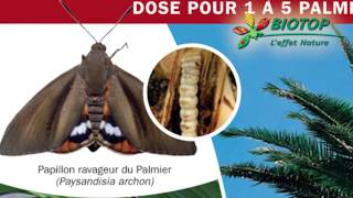 Tout sur les palmiers  Biotop [upl. by Hoehne983]