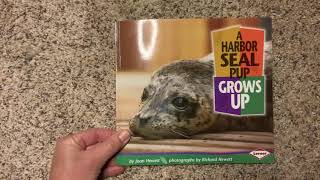 A Harbor Seal Pup Grows Up [upl. by Sisi851]