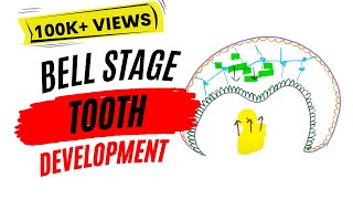 Early bell stage Odontogenesis [upl. by Soisatsana586]