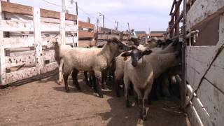 How To Handle Sheep  Part 1  General Principles for Handling Sheep [upl. by Odnanreh]