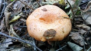 Cueillette Sanguins amp Chanterelles dans les Alpes Maritimes [upl. by Rozele]