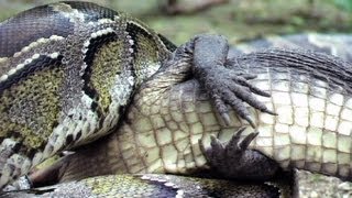 Python eats Alligator 03  Time Lapse  Reverse [upl. by Ado]