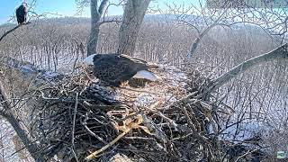 Dulles Greenway Eagle Cam 22012024 1004 [upl. by Sayers632]