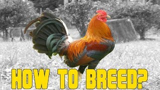 How to Breed Chicken A Beginners Guide [upl. by Niasuh925]