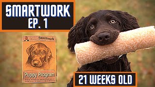 Boykin Spaniel Duck Dog Training With SMARTWORK PUPPY PROGRAM  Ep 1 [upl. by Bork]