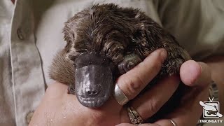 Baby Platypus Update from the Taronga Wildlife Hospital [upl. by Cynth443]