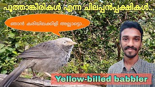 Yellowbilled babbler  പൂത്താങ്കീരി എന്ന ചിലപ്പൻപ്പക്ഷി  Argya affinis  കേരളത്തിലെ പക്ഷികൾ [upl. by Norrag826]