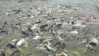 FOOD FEED TO PANGASIUS FISH [upl. by Nivi]