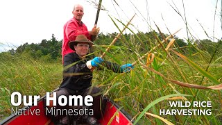 Wild Rice Harvesting [upl. by Akinat]