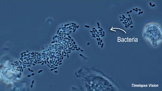 Immune Cells Eating Bacteria Phagocytosis [upl. by Liz]