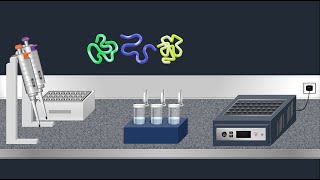 SDSPAGE Sodium Dodecyl Sulfate–PolyAcrylamide Gel Electrophoresis–Animation [upl. by Andeee]