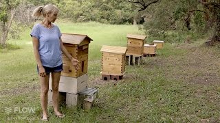 Beginner Beekeeping Ep 1  The difference between a Flow™ Hive and a Langstroth hive [upl. by Eivla]