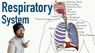 Respiratory System  Structure and Function [upl. by Marta]