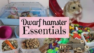 Dwarf Hamster Essentials [upl. by Malamud]