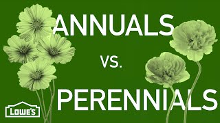 Annuals vs Perennials  Gardening Basics w William Moss [upl. by Nilek138]