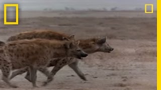 Hyena vs Cape Buffalo  National Geographic [upl. by Orapma]