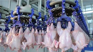 Modern Ultra Chicken Meat Processing Factory Amazing Food Processing Machines [upl. by Eidolem]