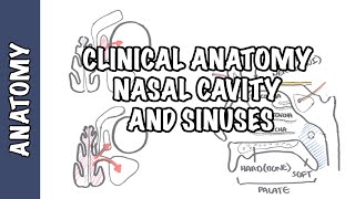 Clinical Anatomy  Nasal Cavity and Sinuses [upl. by Ydnes742]