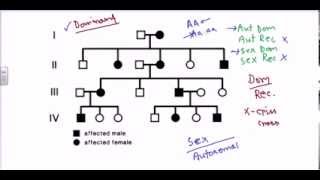 Pedigree analysis autosomal dominant [upl. by Aduhey]