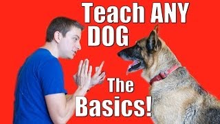 Dog Training 101 How to Train ANY DOG the Basics [upl. by Sissy]