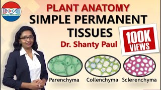 Parenchyma Collenchyma and Sclerenchyma Simple permanent tissues [upl. by Guglielma457]