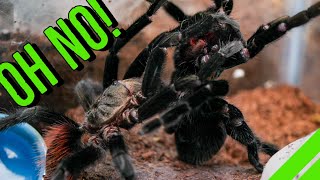 INTENSE Tarantula Breeding GONE WRONG [upl. by Anek]