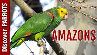 Amazon Parrots Wild in Germany  Discover PARROTS [upl. by Enaamuj937]