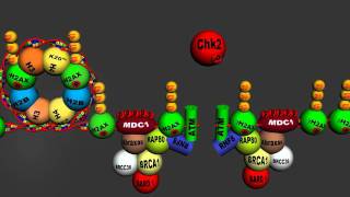 DNA Damage Response to doublestranded DNA break  Homologous Recombination v 40 Full HD [upl. by Finlay]