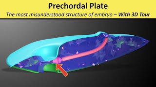 Prechordal Plate Prochordal Plate  Prechordal Mesoderm  Oropharyngeal membrane [upl. by Sualokcin]