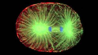 Confocal Microscope [upl. by Fay41]