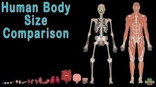 Parts Of The Body  The Dr Binocs Show  Learn Videos For Kids [upl. by Trik]