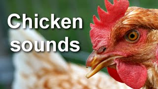 Chicken Sounds Sound of Chickens On The Farm HD Video  HQ Audio [upl. by Schou]