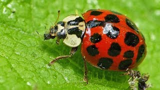 Ladybug Eats An Aphid And Thwarts An Ant Attack [upl. by Anaela721]