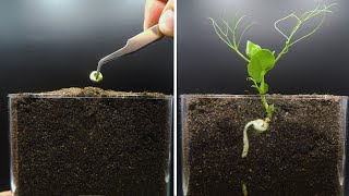 Growing Pea Time Lapse [upl. by Vickey]