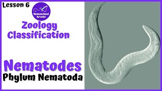 What are Nematodes  Phylum Nematoda [upl. by Jung339]