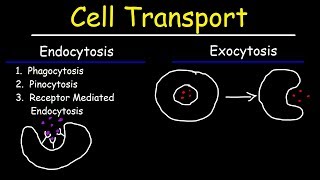 Cell Transport  Endocytosis Exocytosis Phagocytosis and Pinocytosis [upl. by Argela]