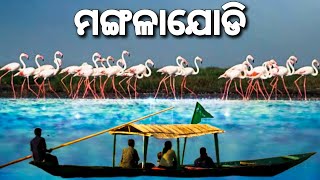 Mangalajodi Birds 🐦 Sanctuary  Migratory Birds  Chilika Lake [upl. by Nnylhtak895]