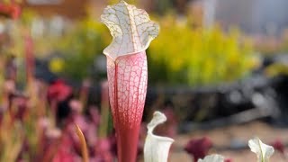 Sarracenia leucophylla in Early Fall [upl. by Aistek426]