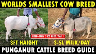 Punganur Cow Farming  Worlds Smallest Cow Breed  Dwarf Cattle Breed [upl. by Ripp]