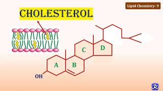 9 Cholesterol Structure amp Functions  Lipid Chemistry9  Biochemistry  NJOY Biochemistry [upl. by Nolak]