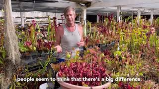 How to Grow Sarracenia purpurea [upl. by Ycnuahc928]